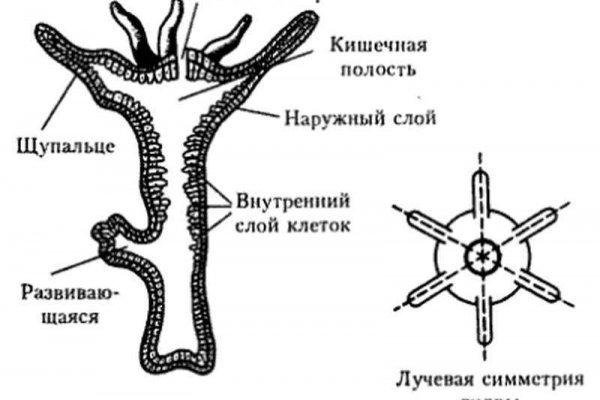 Kraken официальные зеркала