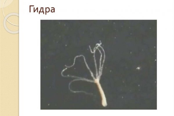 Кракен точка