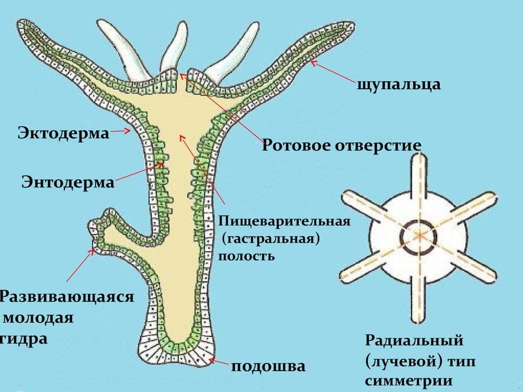 Кракен онион тор